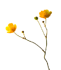 buttercup flower clip art