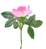 wild rose flower clipart