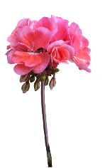 pink flower stalk