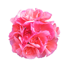 pink indoor flower