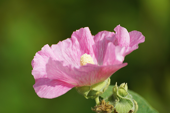 pink hollyhock flower