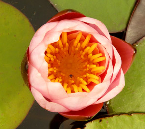 Water lily bud pink