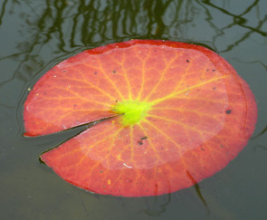 Leaf from Waterlily water