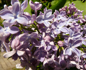 flower pics lilac tree flower close
