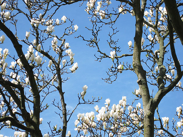 branches of magnolia and blue sky