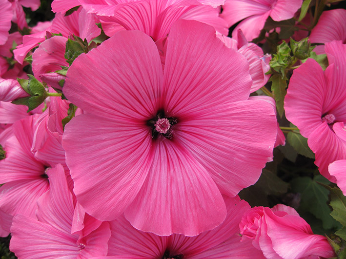 pink flower pics