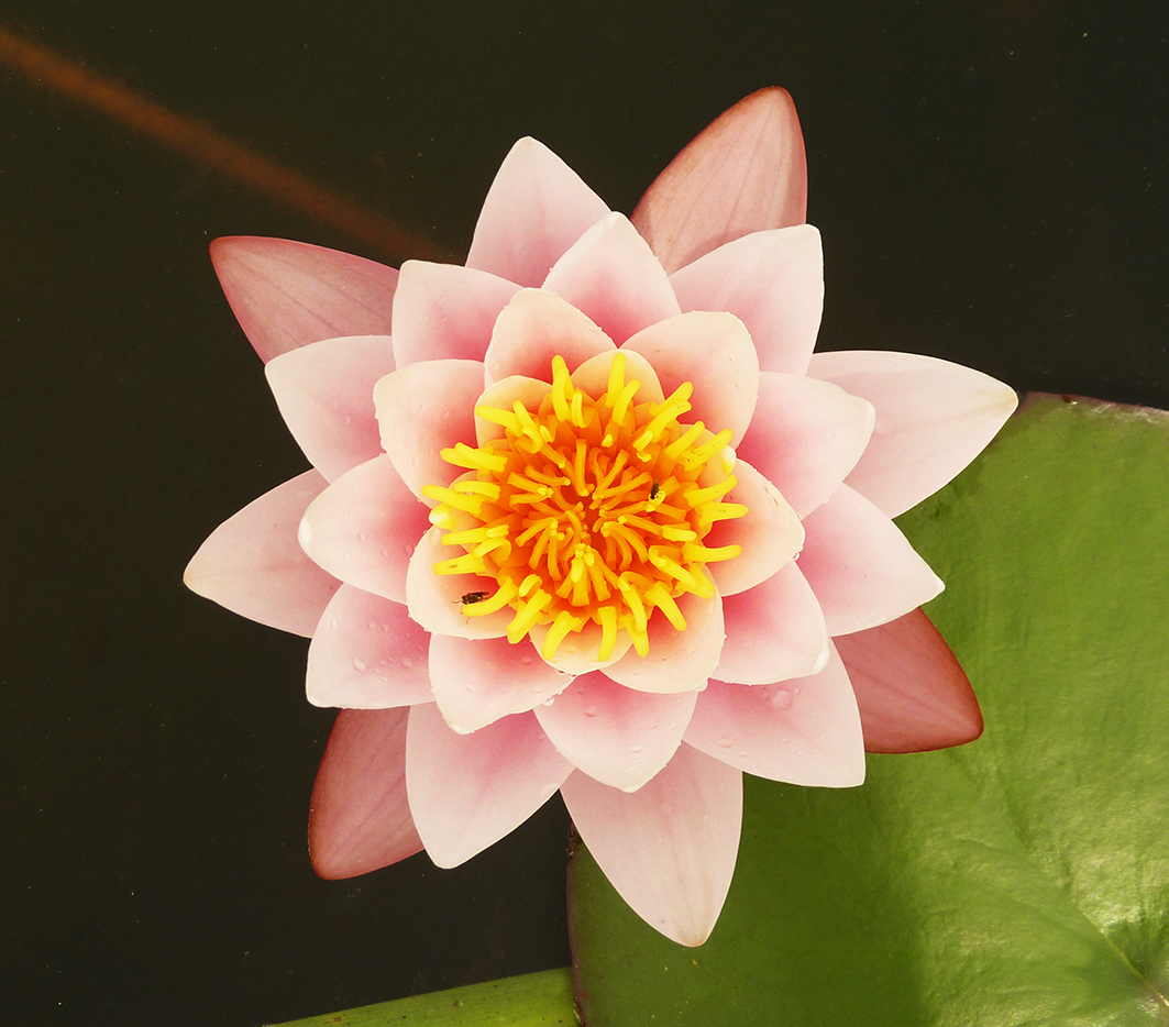 Soft red waterlily