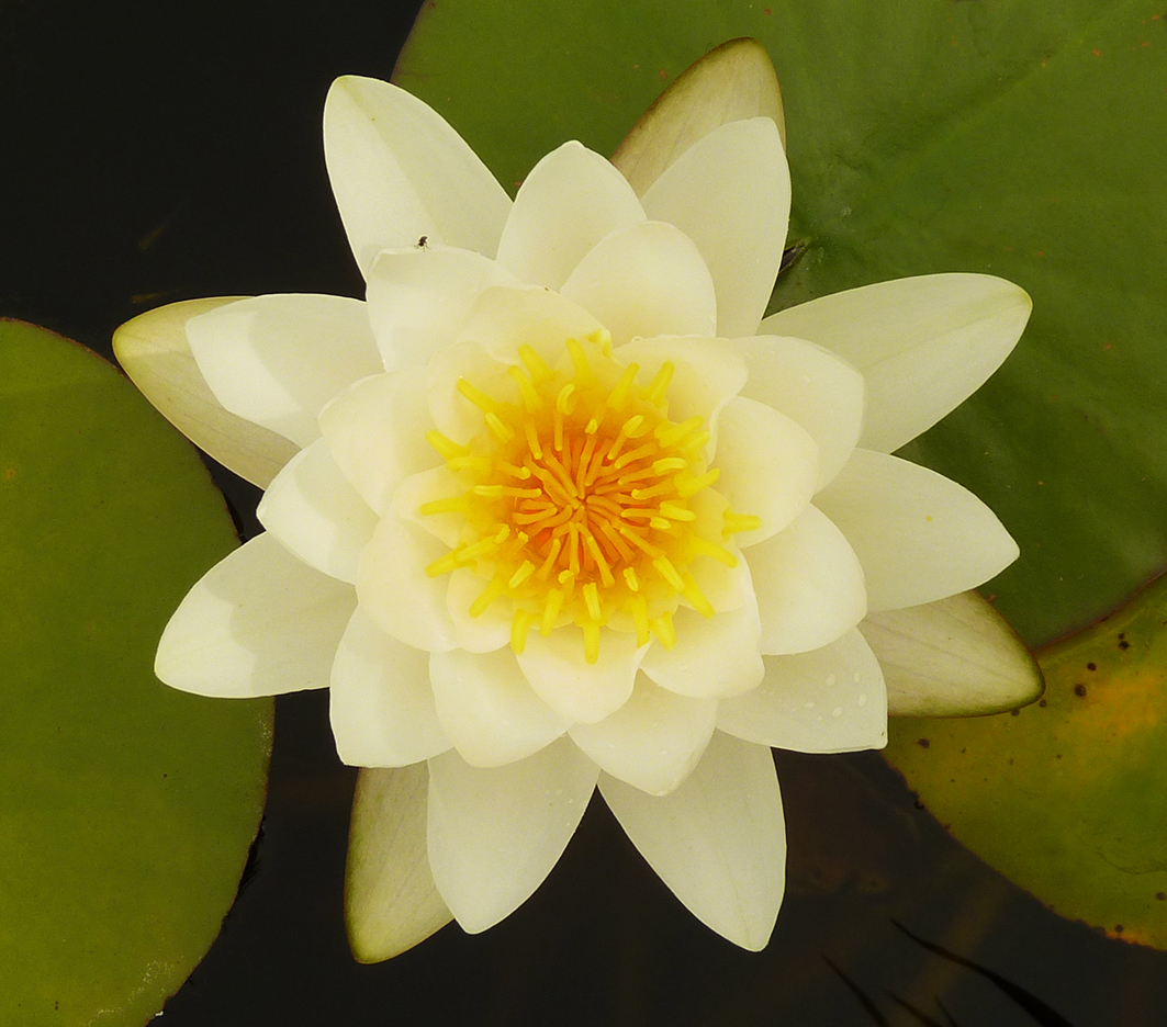 white waterlily with leaves on water