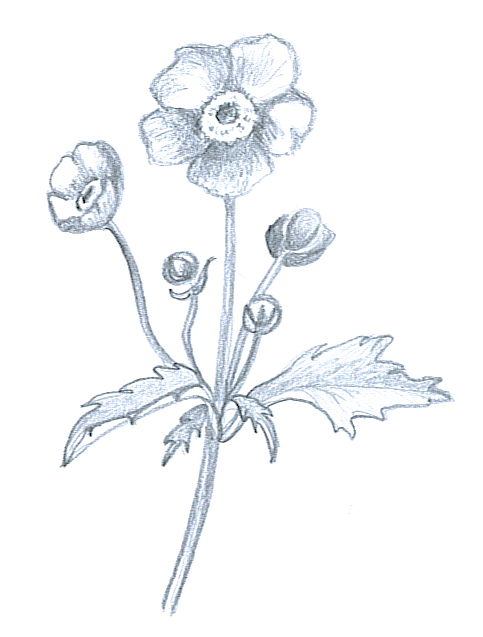 Awesome How To Draw Flowers With Pencil Step By And Description | Pencil  drawings of flowers, Flower drawing, Pencil sketch images