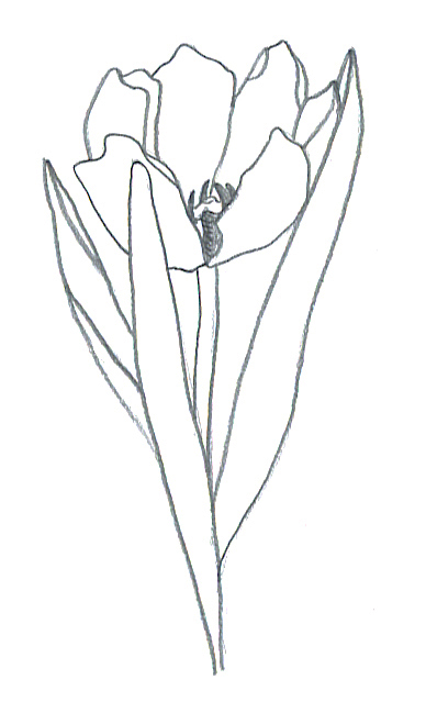 flower sketches tulip