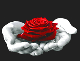 red rose for Valentine