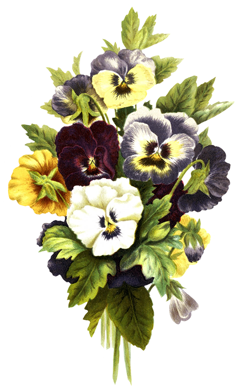 flower clipart pansies
