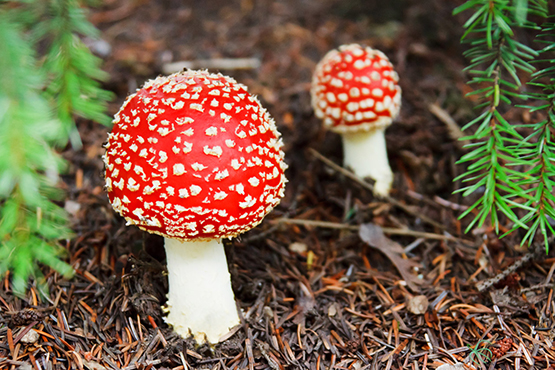 fall photo fly agaric