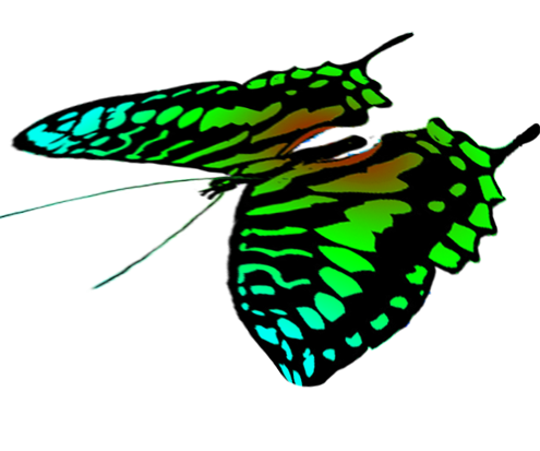 free butterflies drawings