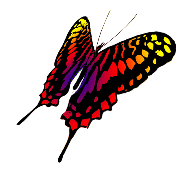 drawing of swallowtail butterfly