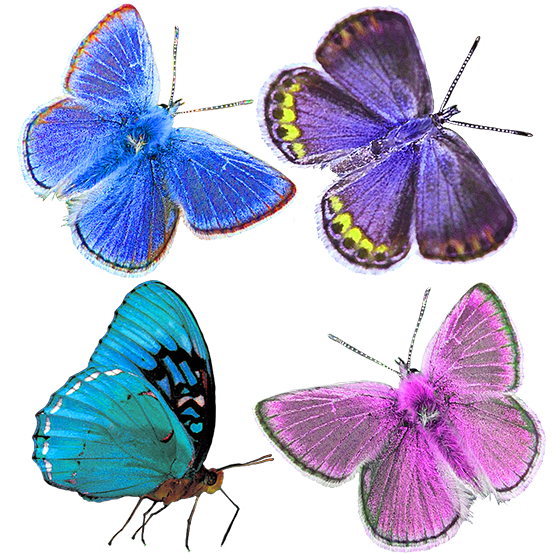 four colorful butterfly clipart