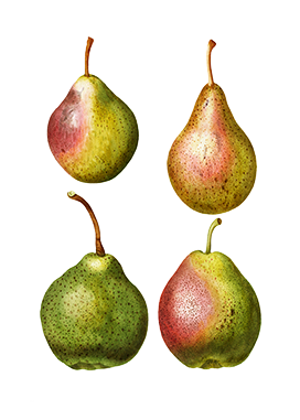 four different pears
