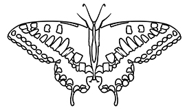 free butterfly coloring image