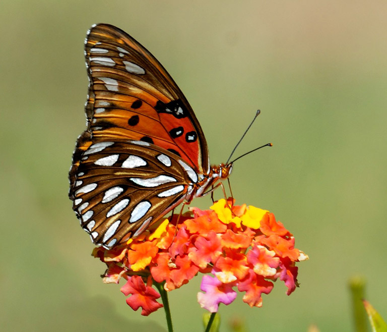 fritillary butterfly