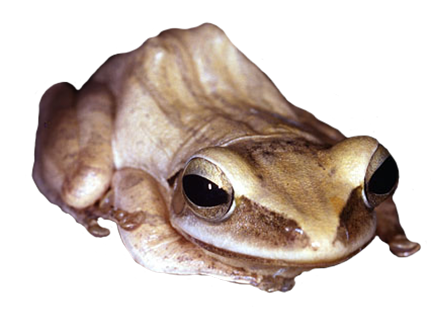 frog from Burma