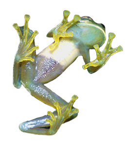 frog seen from below