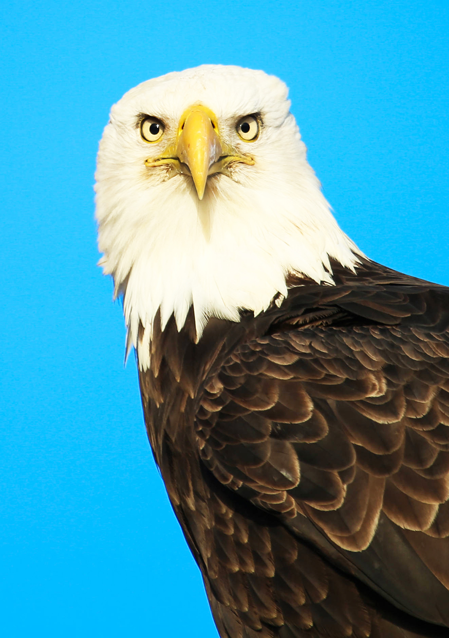 frontal picture head of bald eagle