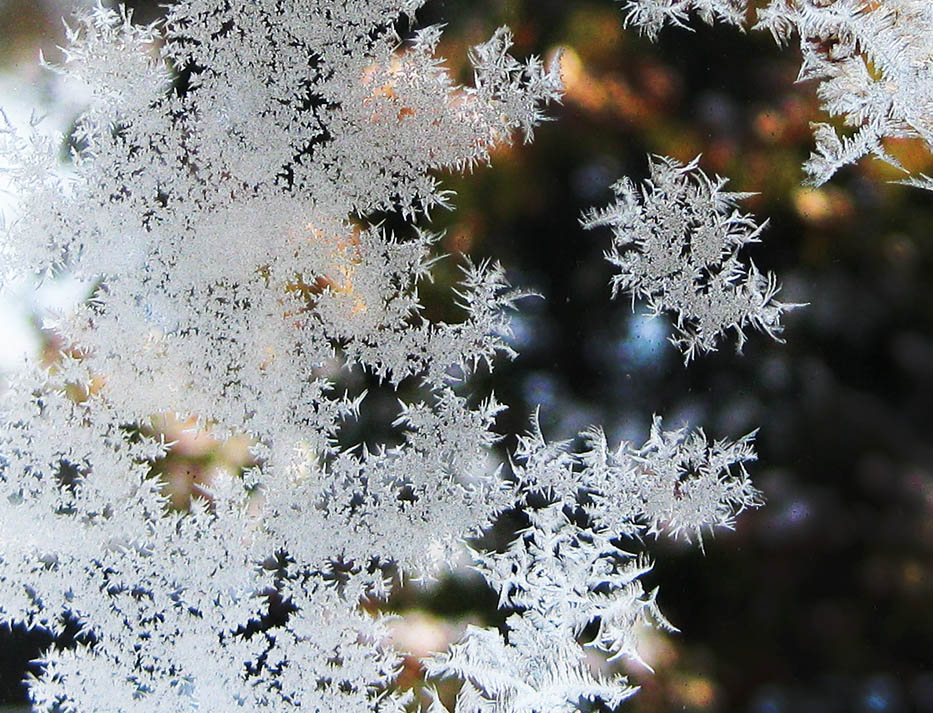 frost flowers in winter