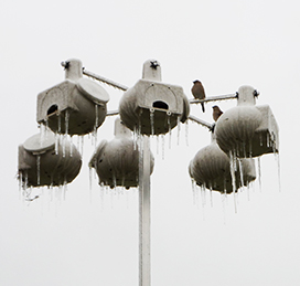 frozen birdhouses with icicles
