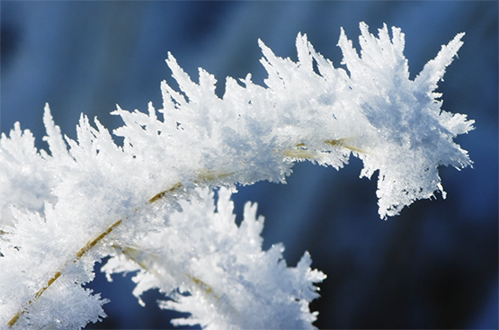 frozen branch