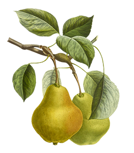 Fruit clipart pear branch leaves