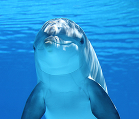 funny and cute dolphin picture