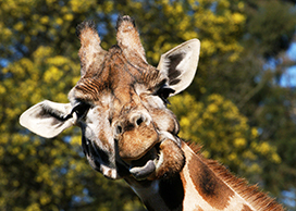 funny giraffe face