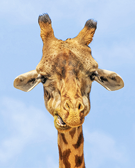 funny giraffe face