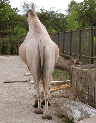 funny photo of camel