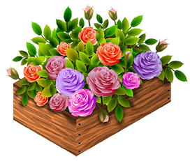 garden roses in a wooden box