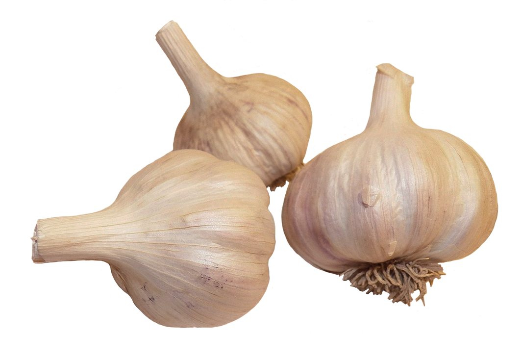 garlic clipart