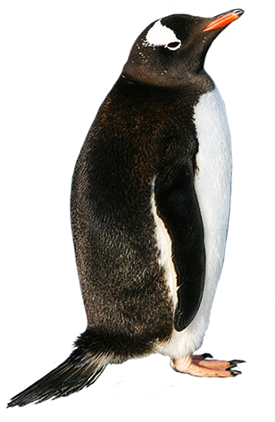 Gentoo penguin picture