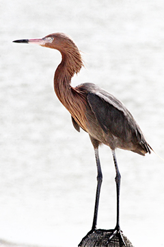 giant heron picture