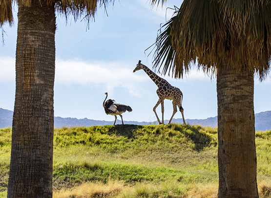 photo of giraffe and ostrich