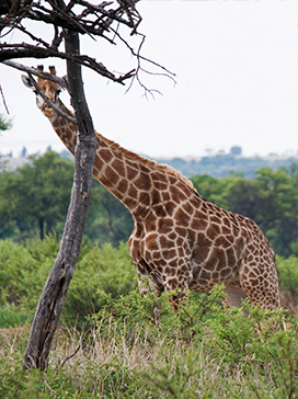 giraffe behind a tree