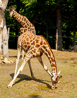 giraffe drinking water