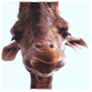 giraffe facts head of giraffe