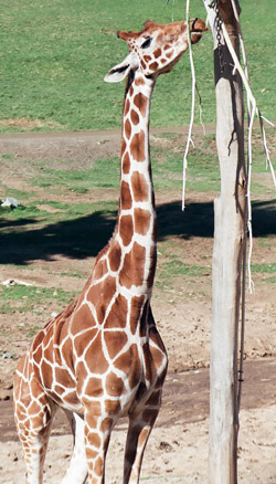 giraffe facts hungry giraffe eating