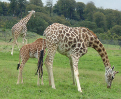giraffe facts three giraffes 