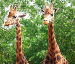 giraffe facts two giraffes
