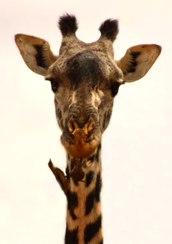 giraffe facts bird taking parasites from neck