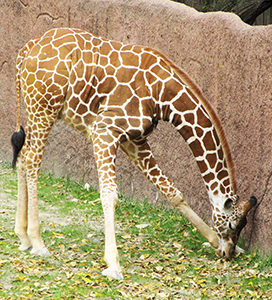 giraffe grazing