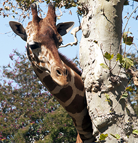 giraffe hide and seek