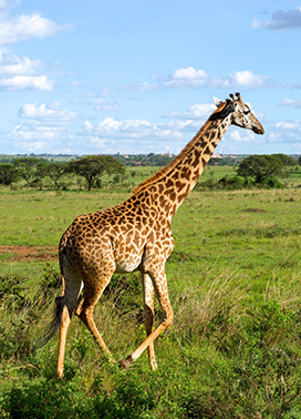 picture of giraffe