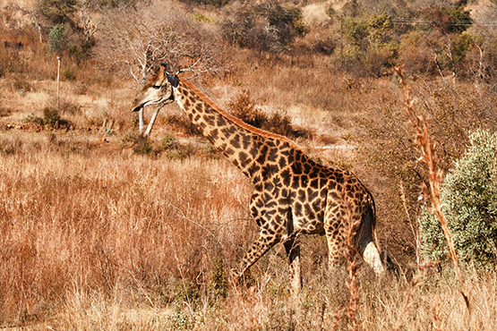 giraffe in the wild